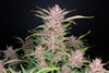 Gorilla Punch Autoflowering Feminized