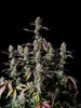 Gorilla Zkittlez Autoflowering Feminized