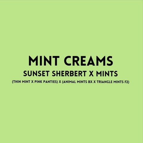 Mint Creams Regular *Sample Pack*
