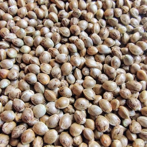 Acai Jelly Feminised - Valencia Seeds