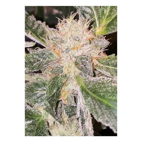 Kosher Orangez Regular