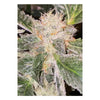 Kosher Orangez Regular