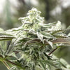 Lemon Citron Feminized