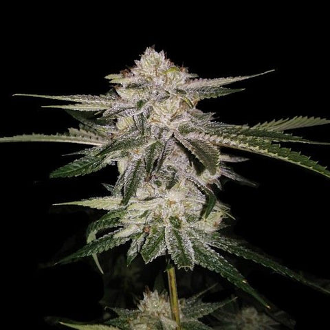 Miss DNA Feminized