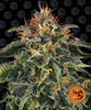 Moby Dick Feminized