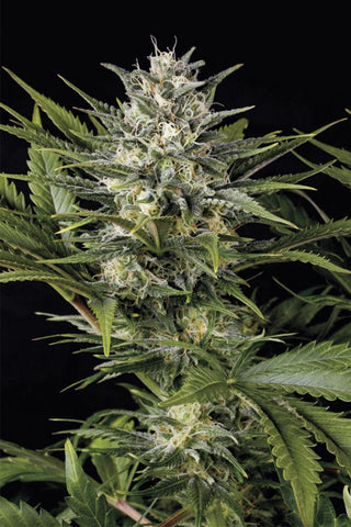 Pineapple Skunk Feminized