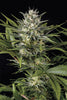 Pineapple Skunk Feminized