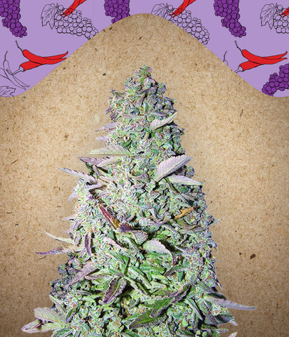 Purple Maroc Feminized