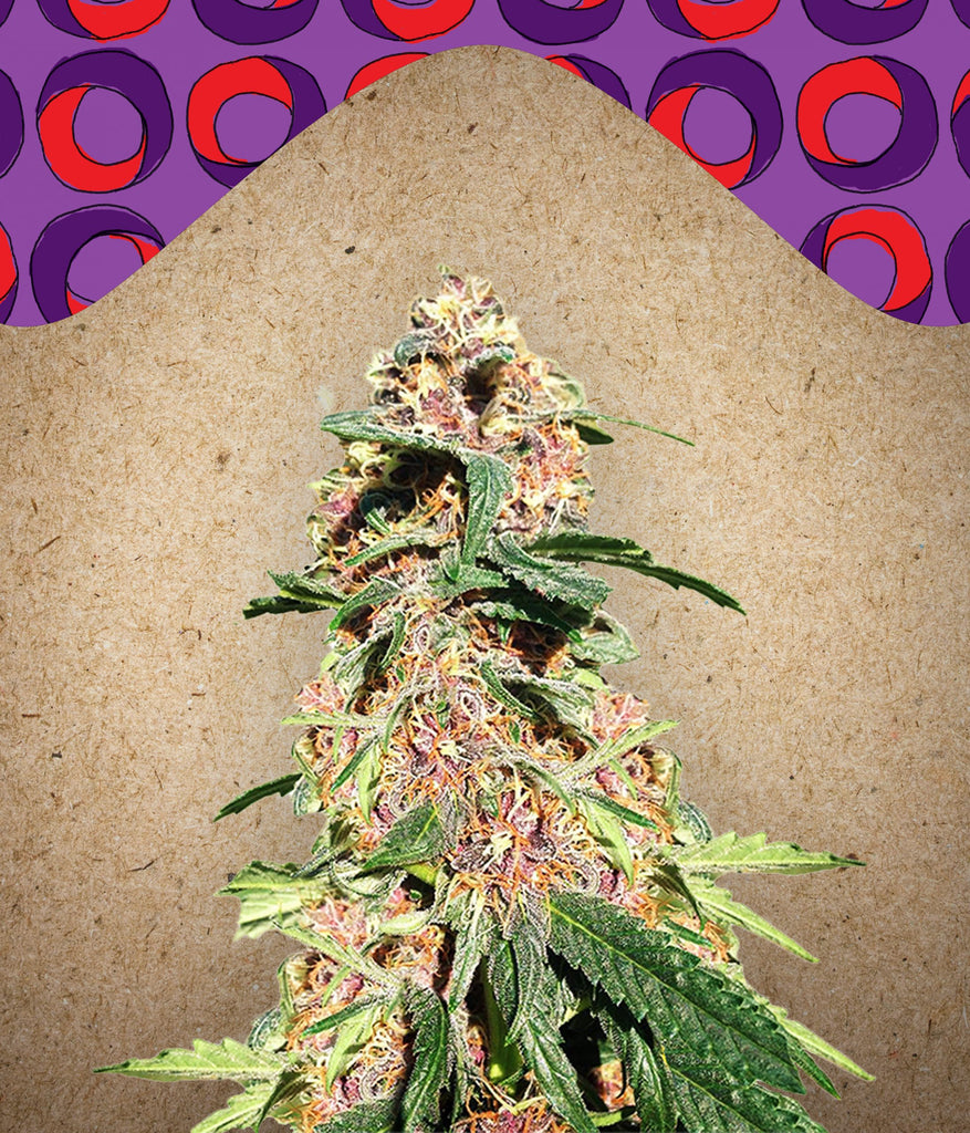 Red Purps Feminized