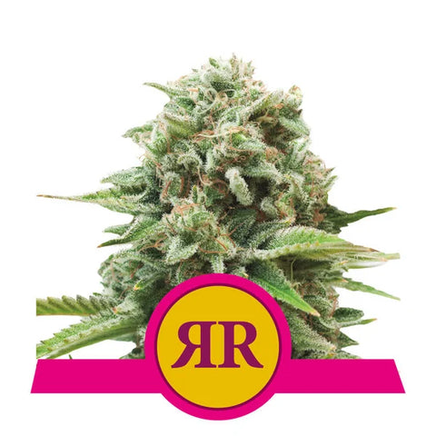 Royal Runtz Feminized