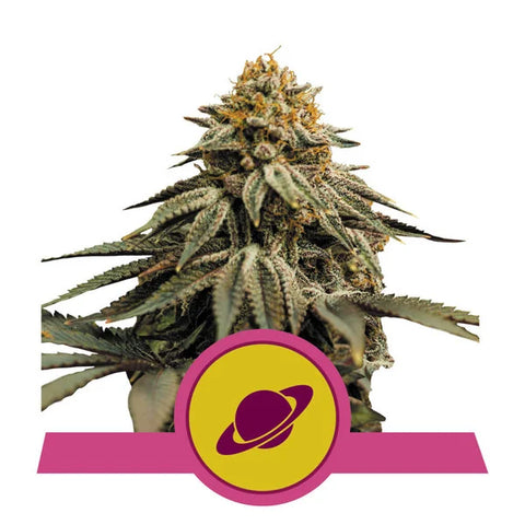 Royal Skywalker Feminized