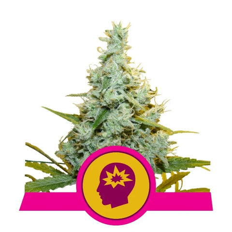 AMG Feminized