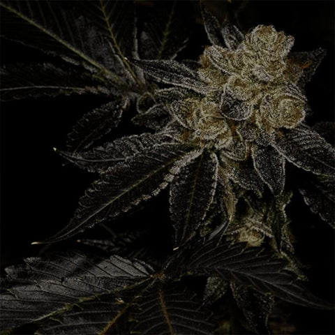 Biohazard Feminized