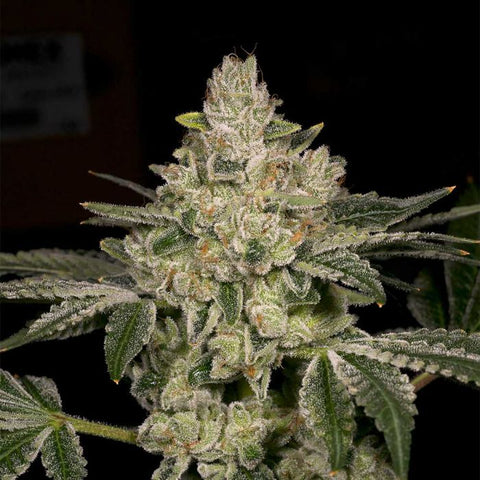 Hash Blast Feminized