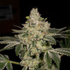 Hash Blast Feminized