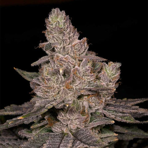 Slurricane Feminized