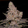 Slurricane Feminized