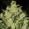 Trunk Funk Regular