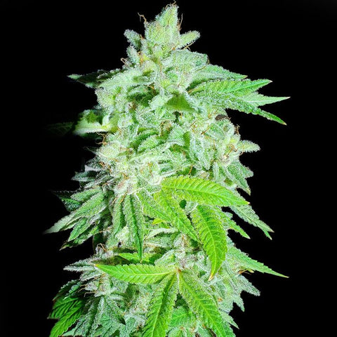 Banana Oreoz Feminized