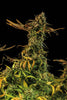 Blueberry Headband Feminized