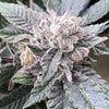 CaraCara Feminized
