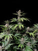 Cherry Cola Autoflowering Feminized