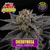 Cherry Mosa Feminized