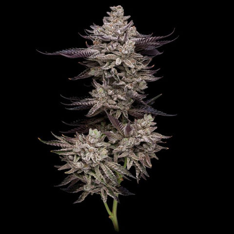 El Valle Haze Feminized