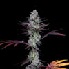 Wildcard Feminized