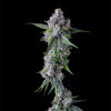 Trillianz Feminized