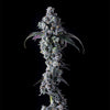 UK Riot Feminized