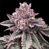 DNA Cake Feminized