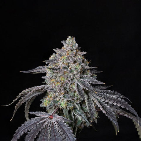 Comound Genetics Compound Genetics - Regular & Feminized Souvenir Cannabis Seeds ...