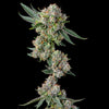 Glue 31 Feminized
