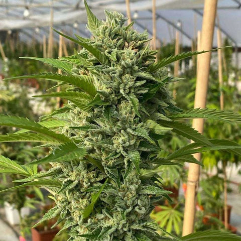 Goji Biker Feminized