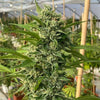 Goji Biker Feminized