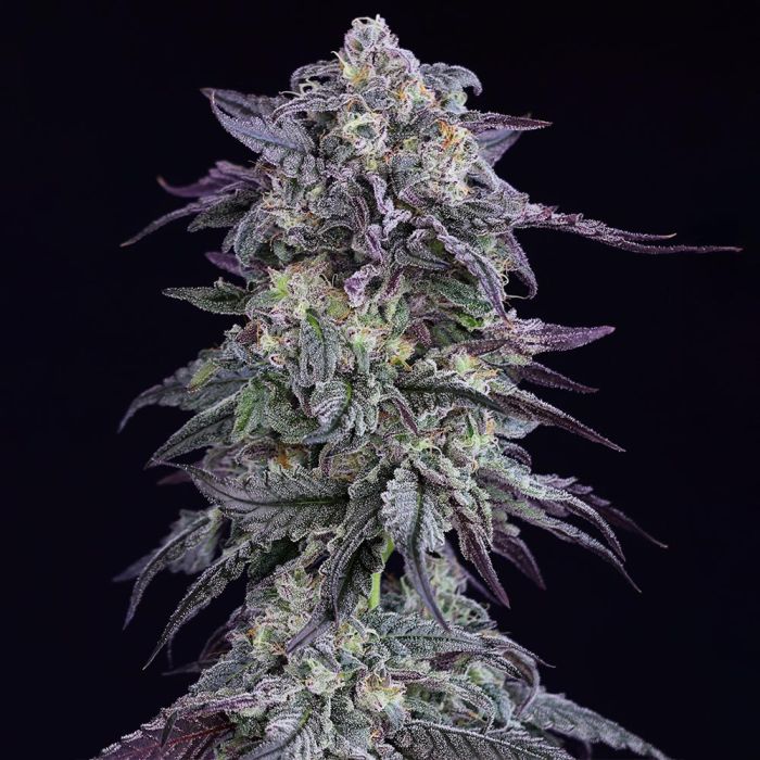 Grape God Grape Godalope Regular Cannabis Seeds - Crockett Family Farms - Simply ...