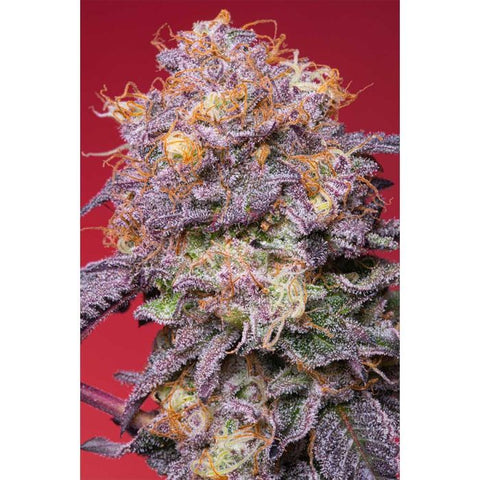 Zerberry Feminized