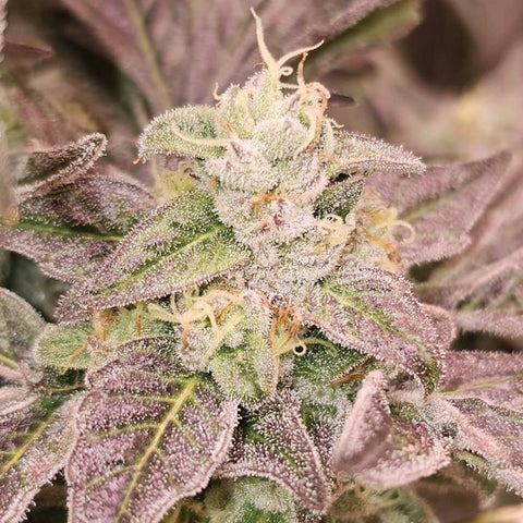 Guava Runtz Feminized