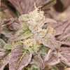 Guava Runtz Feminized
