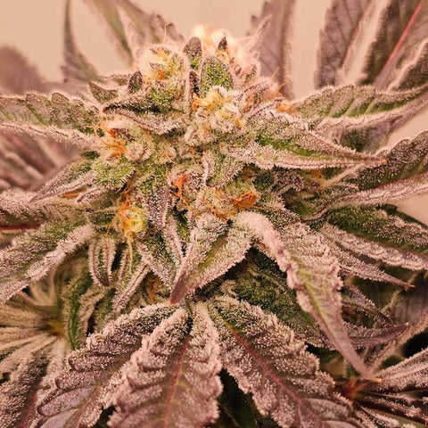 Hindu Runtz Feminized