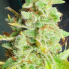 Yoda Junky Feminized