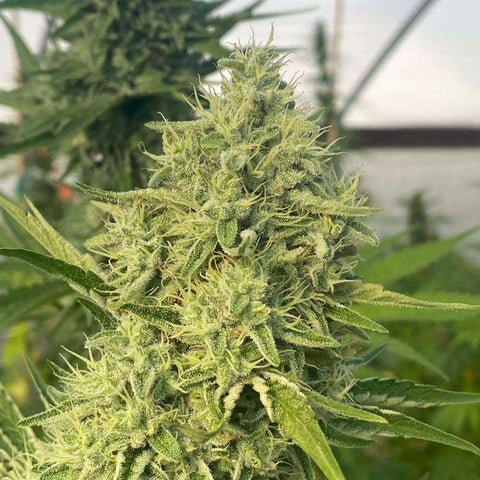 Black Beard Feminized