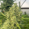 Black Beard Feminized