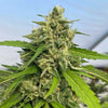 Judge Dread Feminized