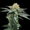 Kosher Cookies Feminized