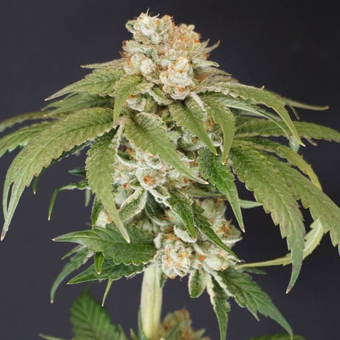 Kushi Melon Feminized