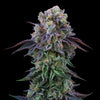 Coconut Cream Feminized