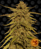 Pineapple Haze Regular