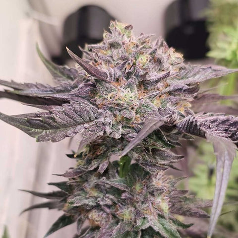 Pink Bacio Feminized